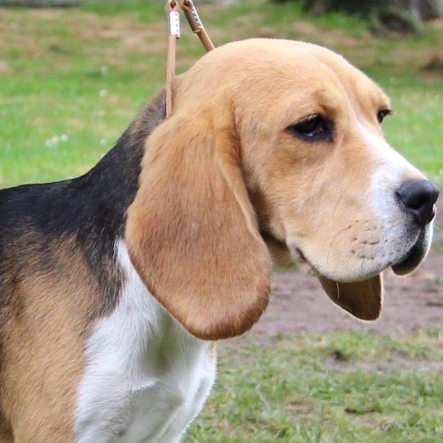 Accueil Elevage Beagle des Courants de la Selle