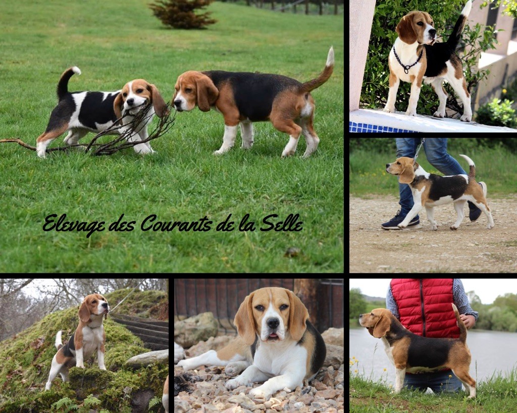 Accueil Elevage Beagle des Courants de la Selle