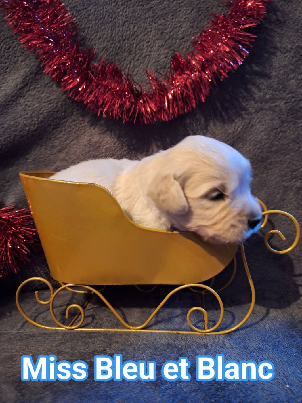 CHIOT 2 - Golden Retriever