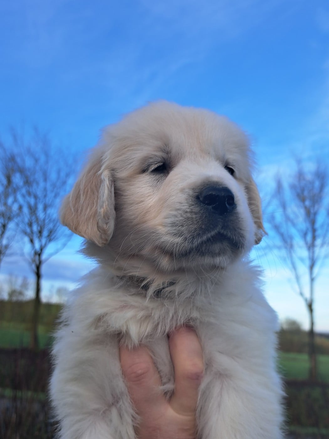 CHIOT 6 - Golden Retriever