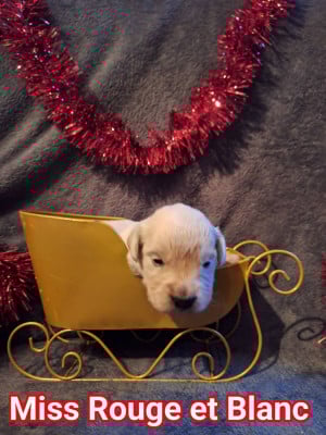 Les chiots de Golden Retriever