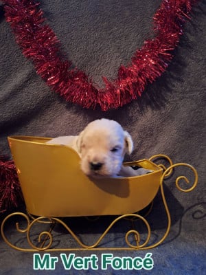 Les chiots de Golden Retriever