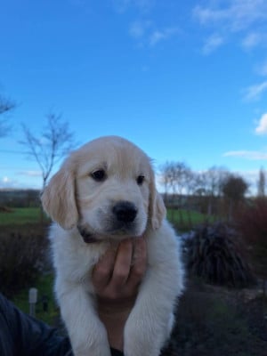Les chiots de Golden Retriever