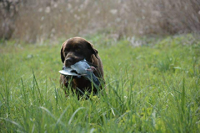 Étalon Labrador Retriever - Leona du marais de piremont de la Plume du Vanneau