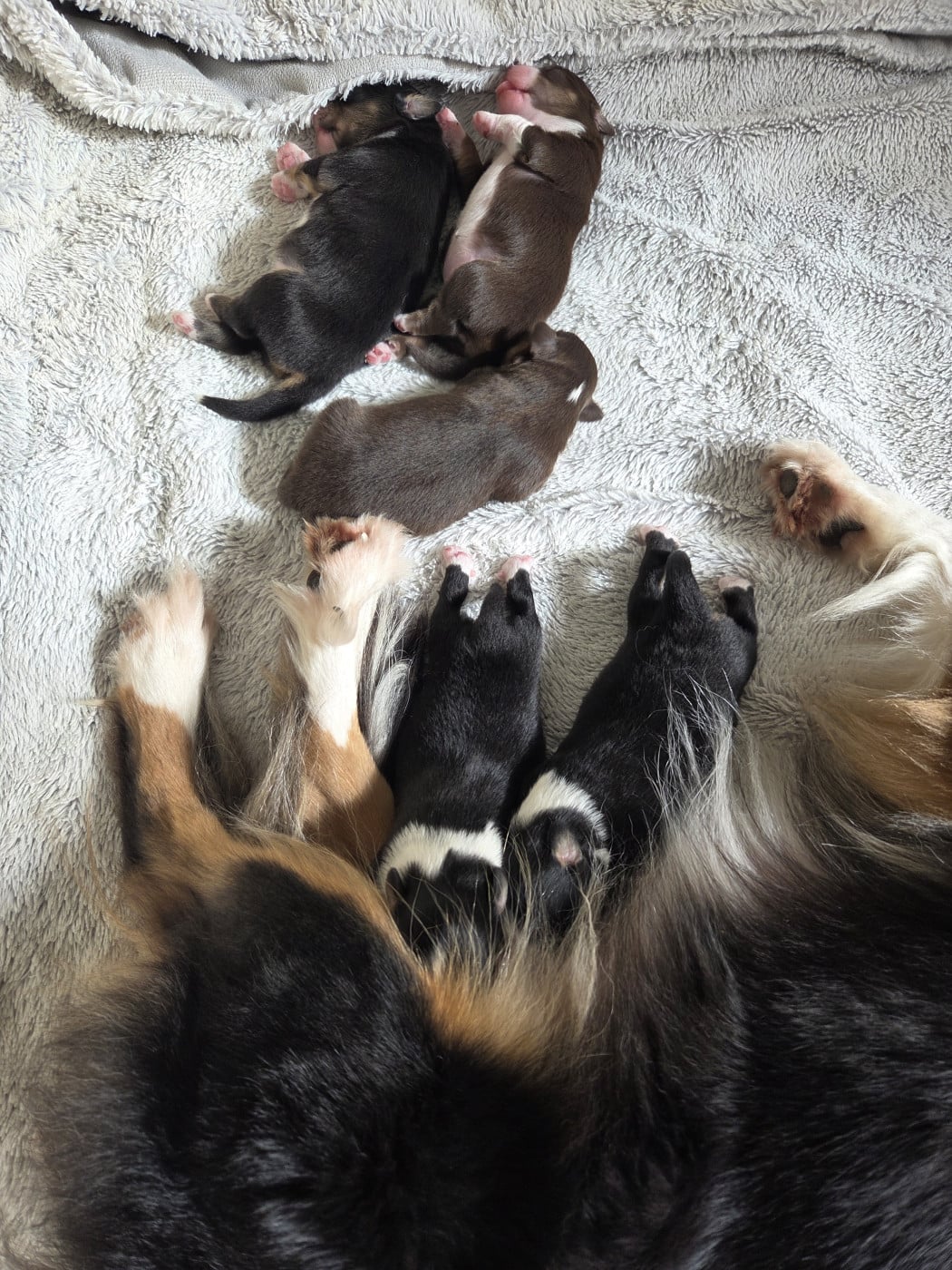 Chiot Berger Américain Miniature