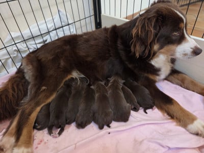 Les chiots de Berger Américain Miniature