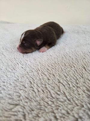 Les chiots de Berger Américain Miniature 