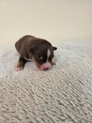 Les chiots de Berger Américain Miniature 