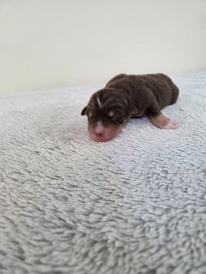 Les chiots de Berger Américain Miniature 