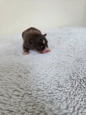 Les chiots de Berger Américain Miniature 