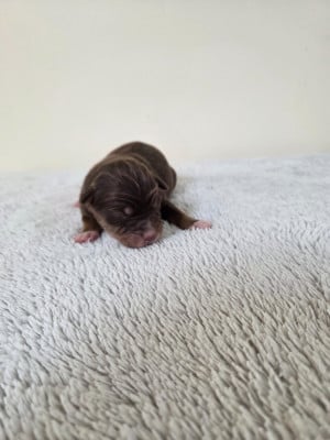 Les chiots de Berger Américain Miniature 