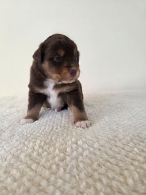 Les chiots de Berger Américain Miniature 