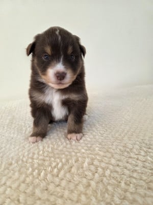 Les chiots de Berger Américain Miniature 