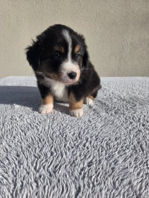 Les chiots de Berger Américain Miniature 