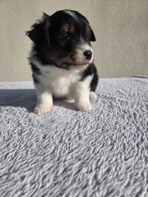 Les chiots de Berger Américain Miniature 