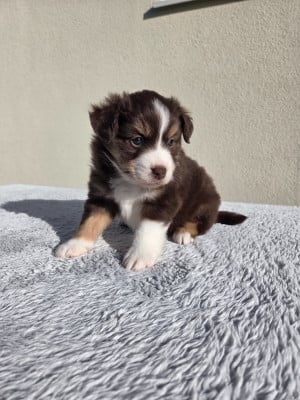 Les chiots de Berger Américain Miniature 