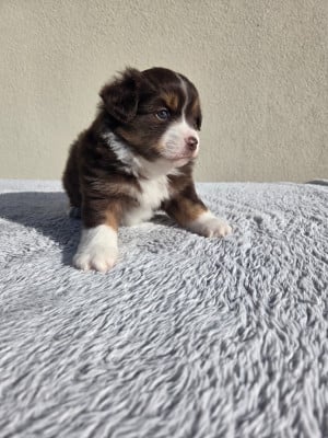 Les chiots de Berger Américain Miniature 