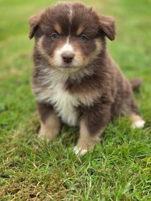 Les chiots de Berger Américain Miniature 