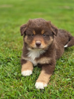 Les chiots de Berger Américain Miniature 