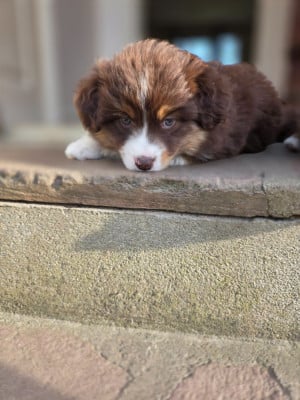 Les chiots de Berger Américain Miniature 