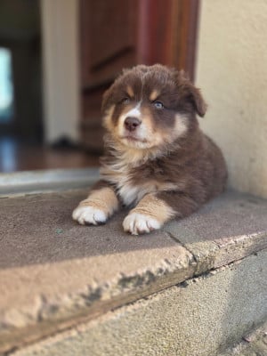 Les chiots de Berger Américain Miniature 