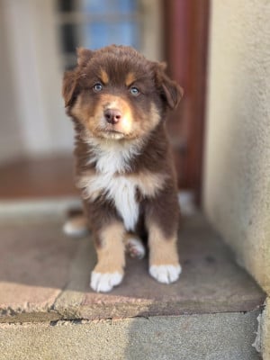 Les chiots de Berger Américain Miniature 