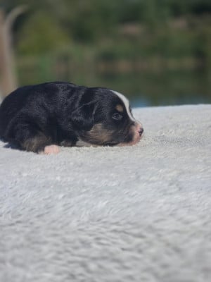 Les chiots de Berger Américain Miniature 