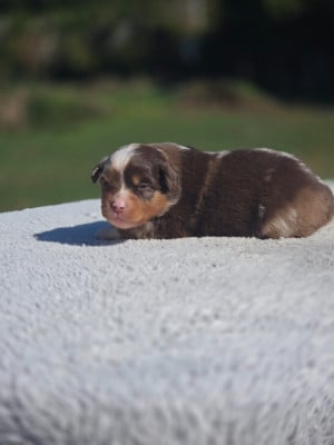 Les chiots de Berger Américain Miniature 