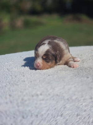 Les chiots de Berger Américain Miniature 