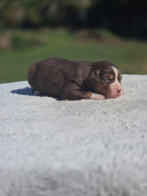 Les chiots de Berger Américain Miniature 