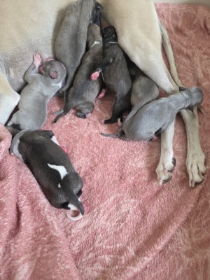 Whippet