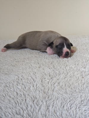 Les chiots de Whippet
