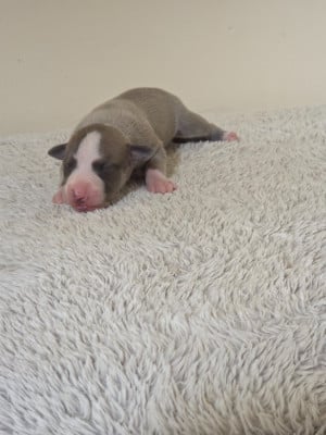 Les chiots de Whippet