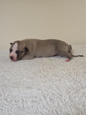 Les chiots de Whippet