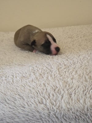 Les chiots de Whippet