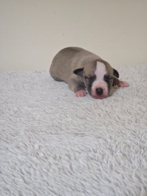 Les chiots de Whippet