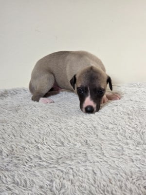 Les chiots de Whippet