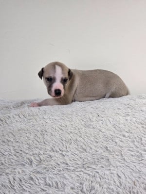 Les chiots de Whippet