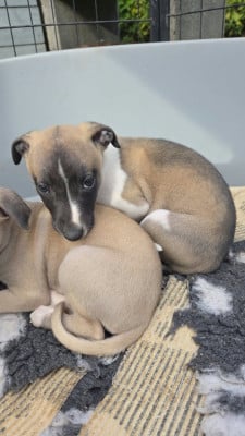 Les chiots de Whippet
