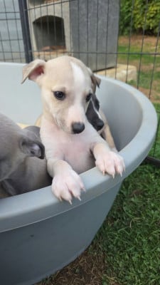 Les chiots de Whippet