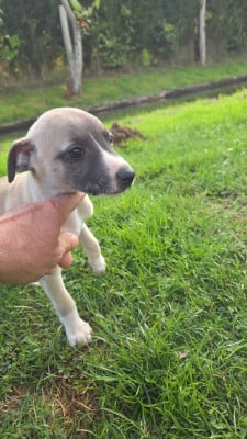 Les chiots de Whippet