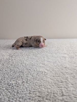 Les chiots de Berger Américain Miniature 