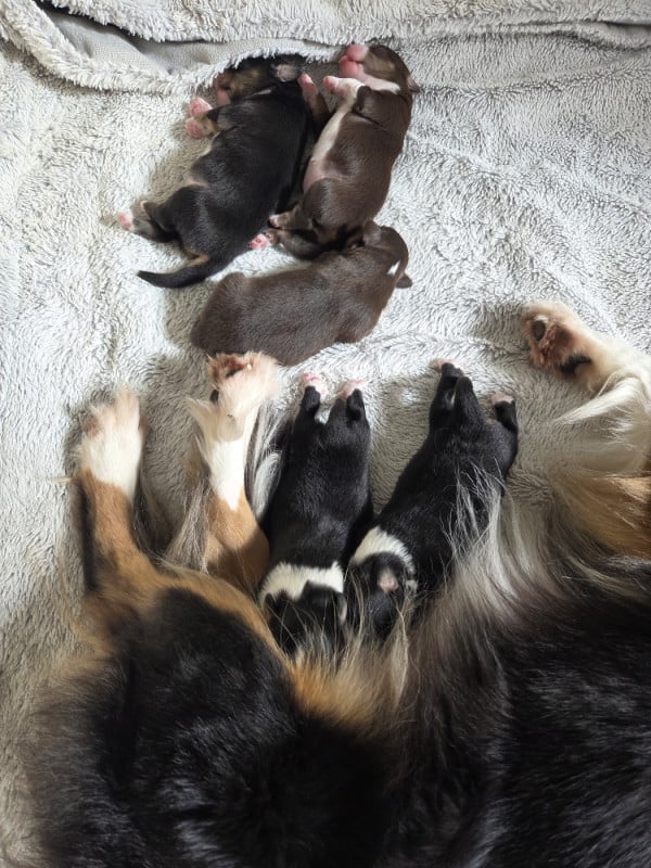 Berger Américain Miniature  - des Petites Symphonies