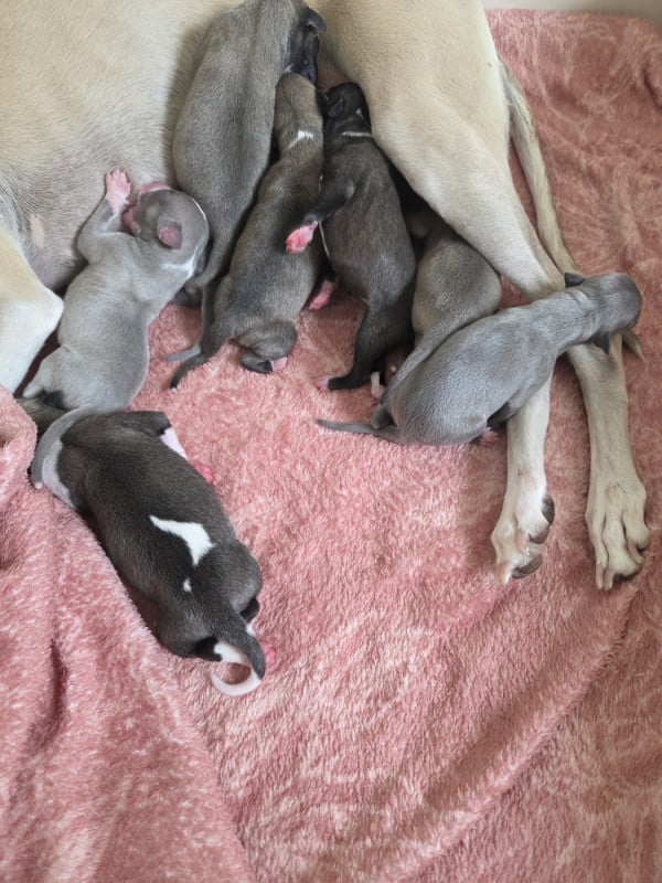 Whippet - des Petites Symphonies