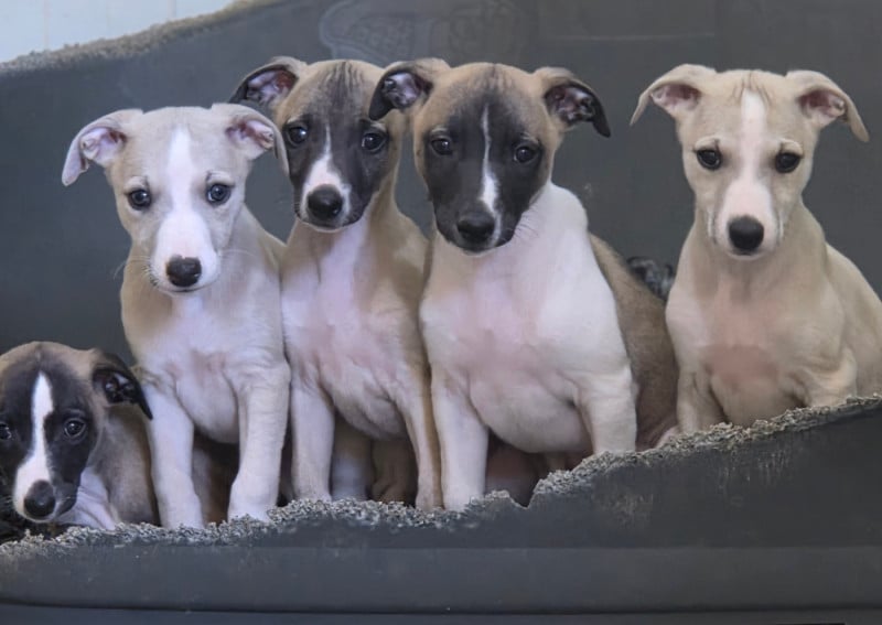 Whippet - des Petites Symphonies