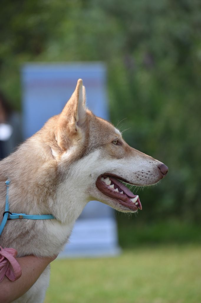 CH. Utgard's fortress skyrmir Des Terres Du Valhalla - 2ème très bon