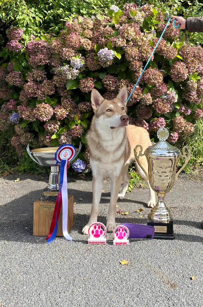 CH. Utgard's fortress skyrmir Des Terres Du Valhalla - 1er excellent, JCACS, BOBJ, BOB et BIS