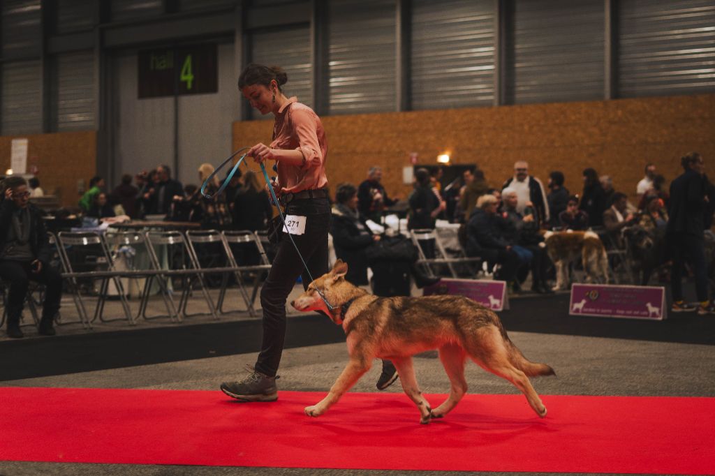 CH. Utgard's fortress skyrmir Des Terres Du Valhalla - 1er très prometteur et BOBB