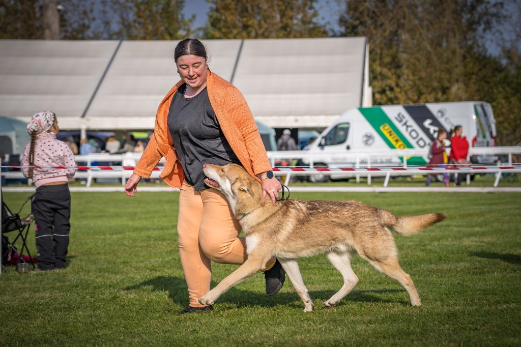 CH. Utgard's fortress skyrmir Des Terres Du Valhalla - 1er excellent, CAC et 2ème meilleur mâle de la race