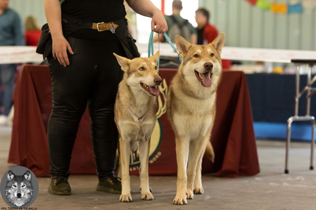 CH. Utgard's fortress skyrmir Des Terres Du Valhalla - 1er excellent, JCACS, BOBJ et BOB